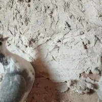 کفتر|پرنده|مشهد, نوده|دیوار