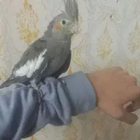 عروس هلندی جوجه۴عدد۳ماه دستی|پرنده|مشهد, چهنو|دیوار