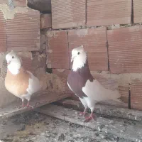 کبوتر کلفه سرور نرو ماده جفت