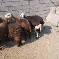 سلام ۵ عدد میش قزل افشاری جوان آبستن