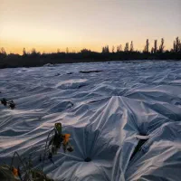 پوشش ایمن برای جلوگیری از سرما در کشاورزی