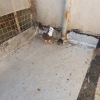 کهنه حریف|پرنده|اسفراین, |دیوار