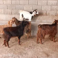 بزغاله های داشتی