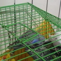 مرغ عشق|پرنده|قزوین, |دیوار