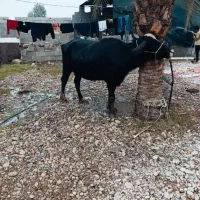 شوشتر شعیبیه|حیوانات مزرعه|شوشتر, |دیوار