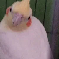 عروس هلندی سه عدد