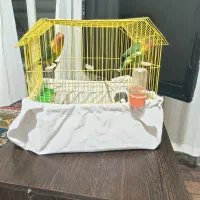 طوطی برزیلی