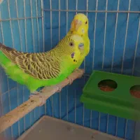 حراج|پرنده|کرج, گلشهر|دیوار