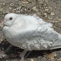 جکسون