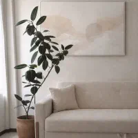 گیاه آپارتمانی فیکوس ۱۷۰cm