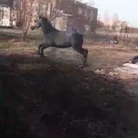 اسب اخته اصل کوردی ۷ساله|اسب و تجهیزات اسب‌سواری|سیلوانه, |دیوار