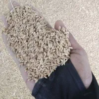 گندم .خوراک|عمدهفروشی|تربت جام, حافظ|دیوار