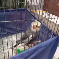 عروس هلندی|پرنده|تربتحیدریه, شهرک ولیعصر|دیوار