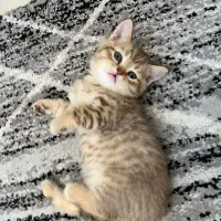 گربه بریتیش