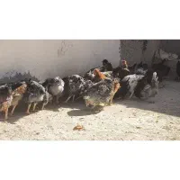 خروس|حیوانات مزرعه|اقلید, |دیوار