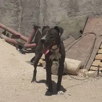 پیتبول ماده