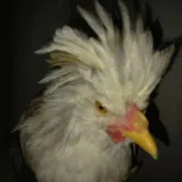 مرغ و خروس سلطان|حیوانات مزرعه|قم, بنیاد|دیوار