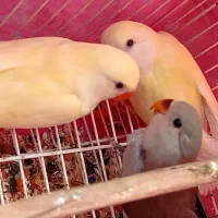 طوطی برزیلی دوماهه