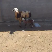 میش زایده. قیمت مناسب