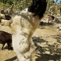 نر بز دو رگه سانن پاکستانی مخصوص نژاد|حیوانات مزرعه|درگزین, |دیوار