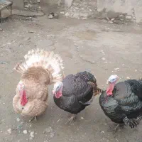 قلی خومالی|حیوانات مزرعه|پیرانشهر, |دیوار