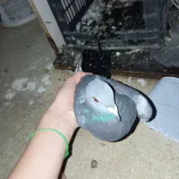 6کببوتر یا معامله|پرنده|دالاهو, |دیوار