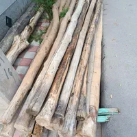 خرید فروش درخت خشک قلمه از مرند وحومه