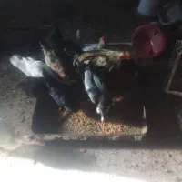 تعدادی مرغ محلی تخم گذاروخروس دورگه هیکلی