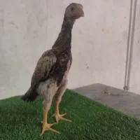 جوجه خروس اوشامو  دنگ بالا