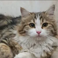 گربه گمشده. «مژدگانی»