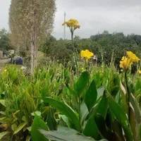 ویلا باغ سالانه دربست با آرامش با پارکینگ