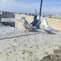 کبوتر|پرنده|مرودشت, ثبت احوال|دیوار