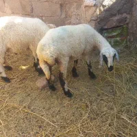 دوعدد بره یکی نر یکی ماده