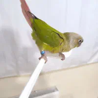 طوطی گرینچیک تراکویس