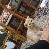 گربه پرشین و اسکاتیش|گربه|گلبهار, شهر جدید گلبهار|دیوار