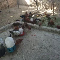 ۸۰تا جوجه خروس و مرغ بزرگ