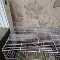 قفس پرنده|لوازم جانبی حیوانات|کرمان, |دیوار