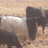 نربز