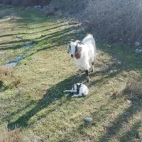 شیر بز وپنیر بز