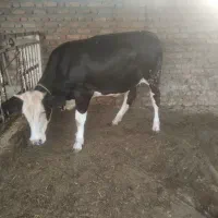 گوساله سوپر چاق