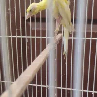 قناری جیبوس