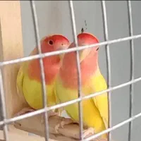 طوطی برزیلی کوتوله