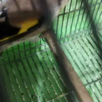 سهره ماده دورگ وسر سیاه|پرنده|شیراز, کوشک میدان|دیوار