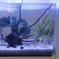 آکواریوم با چوب انابیاس و