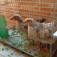 جوجه محلی|حیوانات مزرعه|مهدی شهر, |دیوار