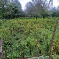 زمین-700-متری-با-پروانه-ساخت-سلش-خرارود