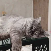 واگذاری رایگان گربه نژاد دار .