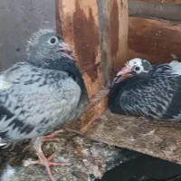 پلاکی|پرنده|ریگ, |دیوار