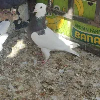 طوقی و کله سیاه|پرنده|بجنورد, |دیوار