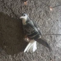 گرفتنی|پرنده|سبزوار, شهرک ابوذر|دیوار